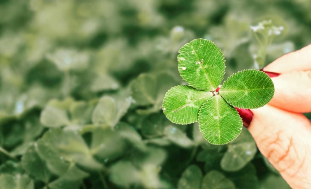 Vierblättriges Kleeblatt in Hand